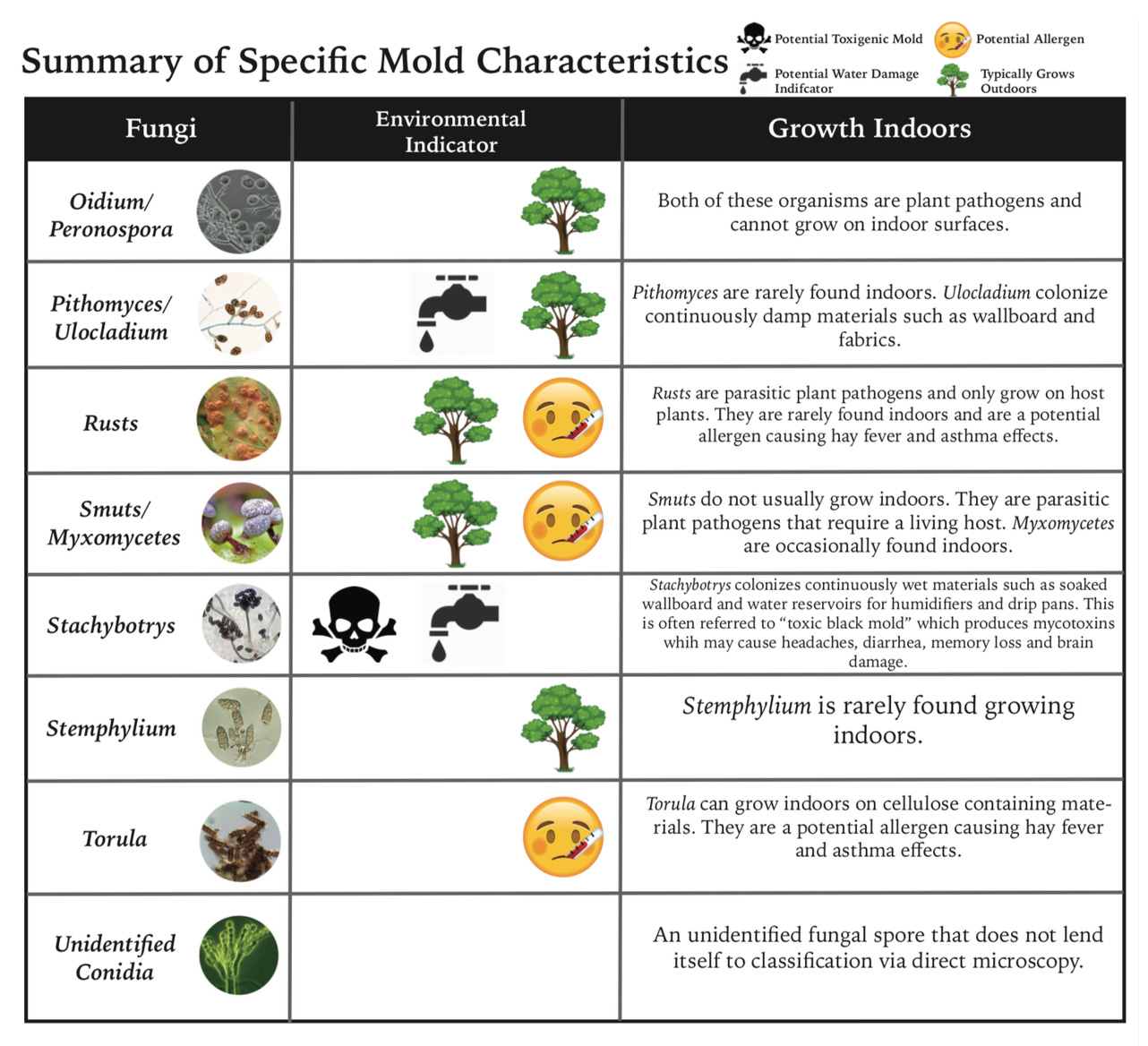 Types Of Mold Miami Mold Specialists Miami Mold