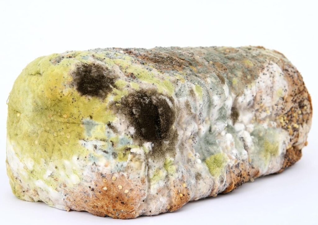 Moldy Bread Slices