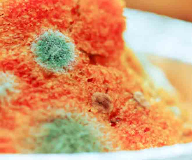 Types of Mold on Food: Bread slice showing green, white, and black mold