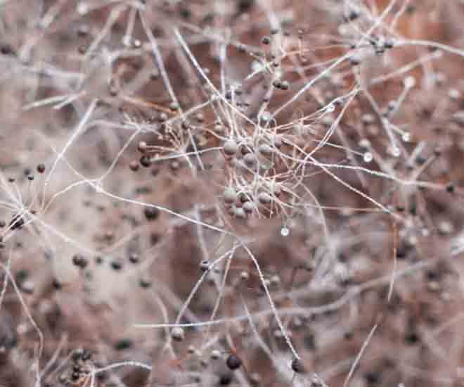 Macro view of white mold mycelium on food surface