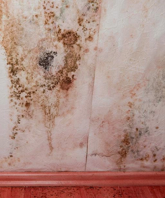 How Many Types of Mold are Dangerous