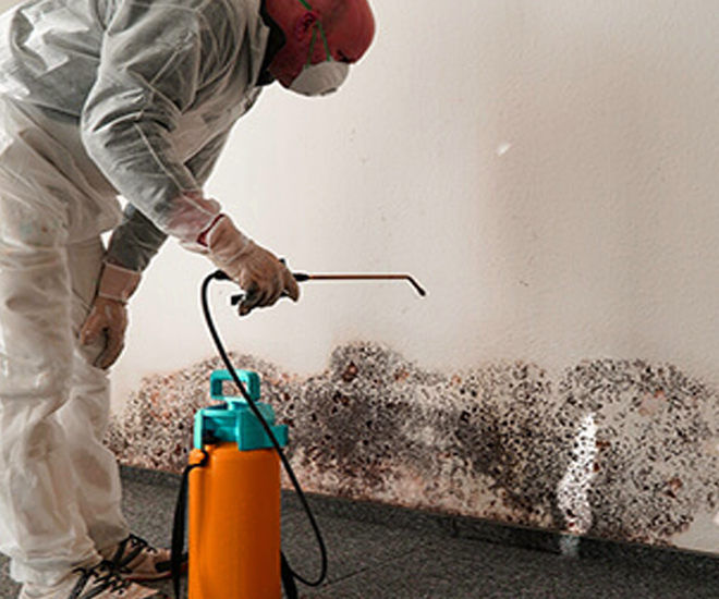 Does Mold Need to Be Removed Professionally