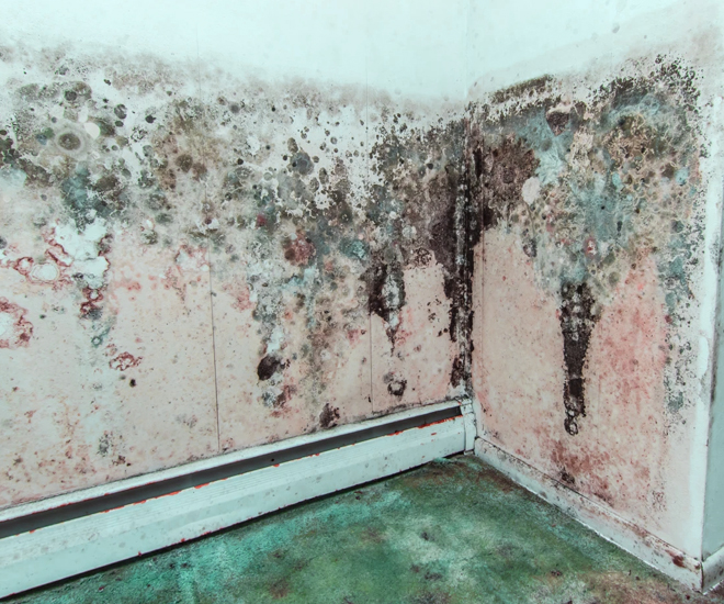 How Does Mold Spread Through Walls