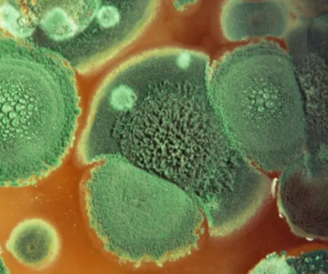 What are the Different Types of Aspergillus