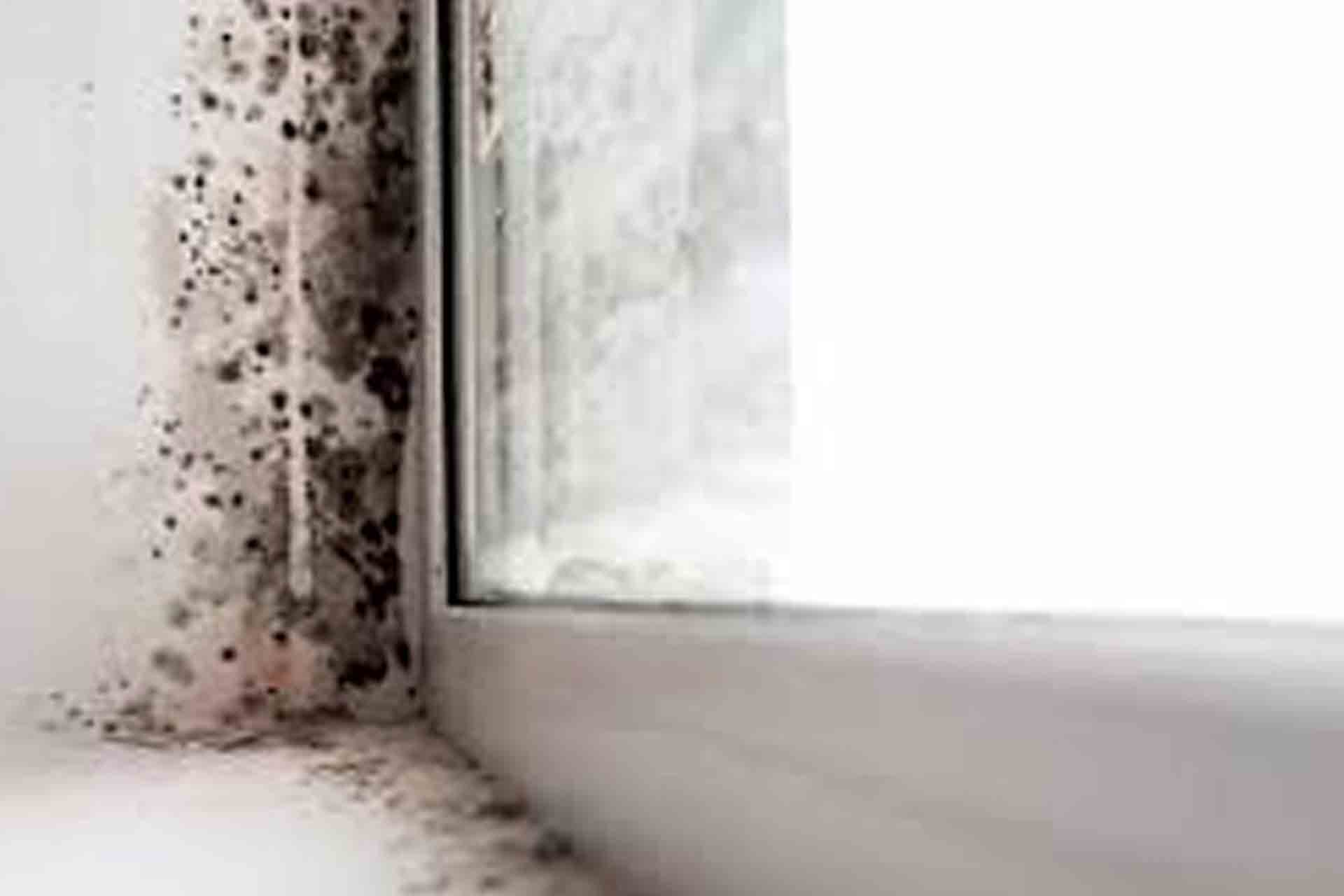 What Mold Smells Like Vinegar